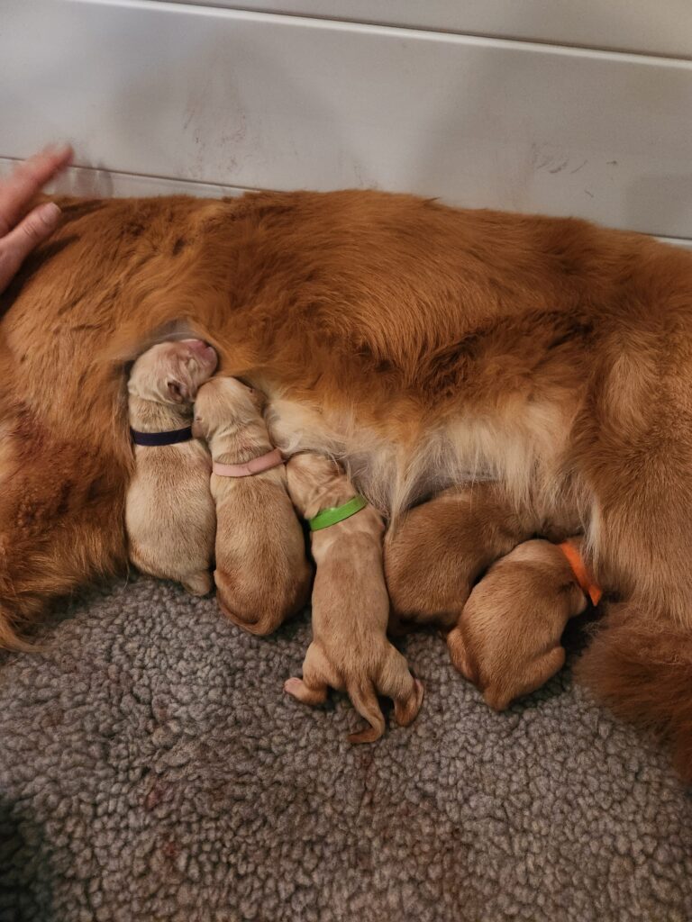 Puppies on first day