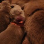 Puppies hours old