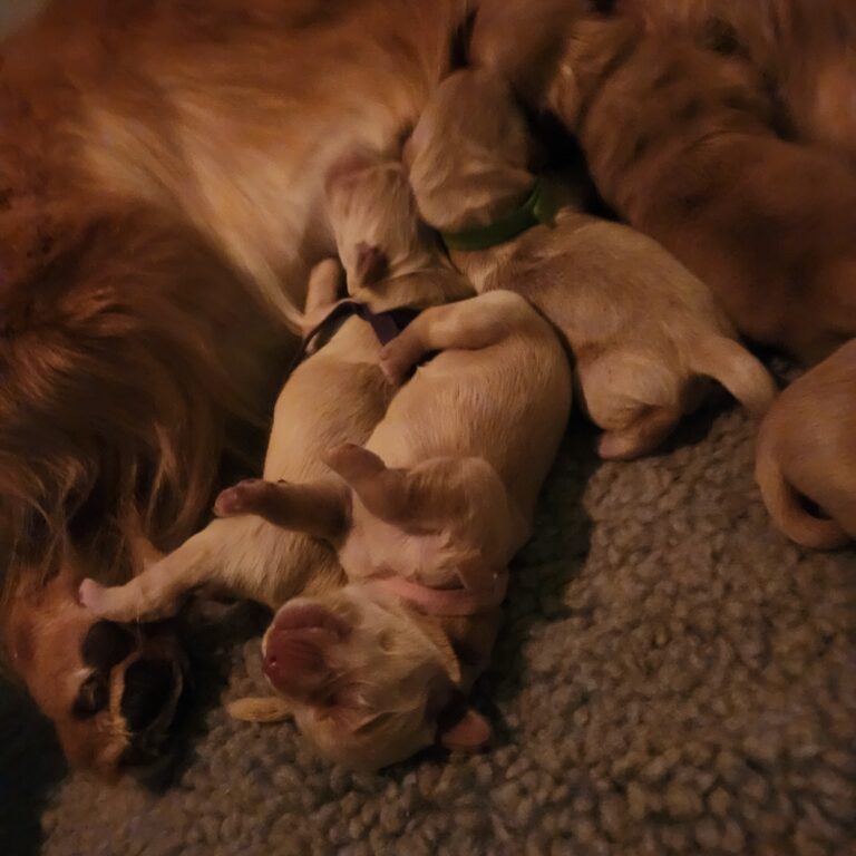 Puppies hours old