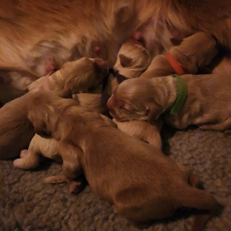 Puppies hours old