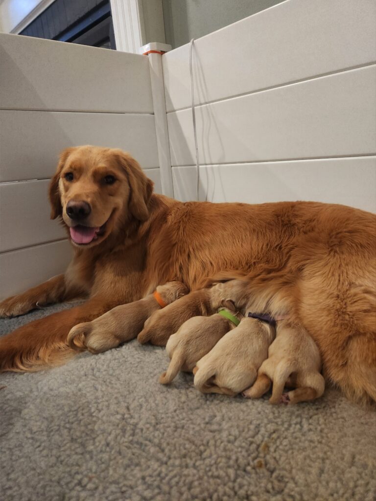 Katie & puppies first day