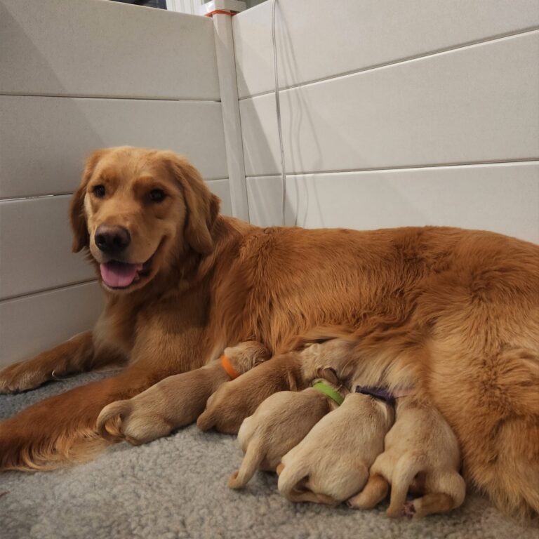 Katie's first litter (of 5)