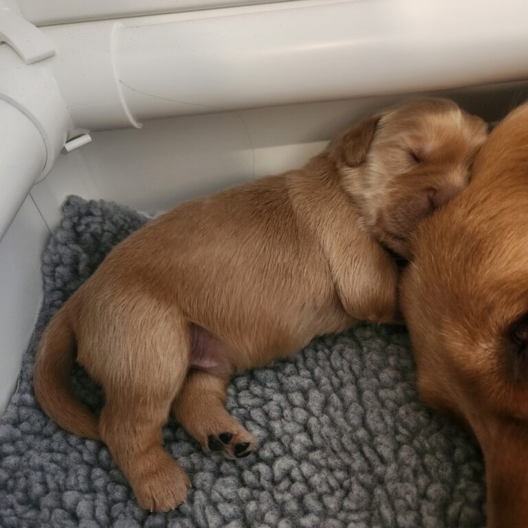 1 week old snuggled with Mom
