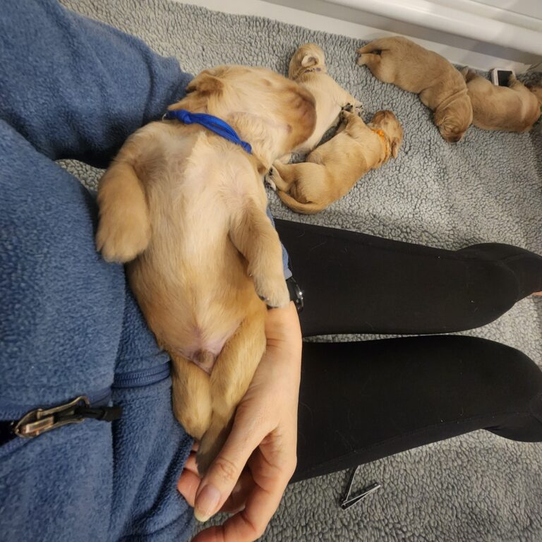 One relaxed puppy