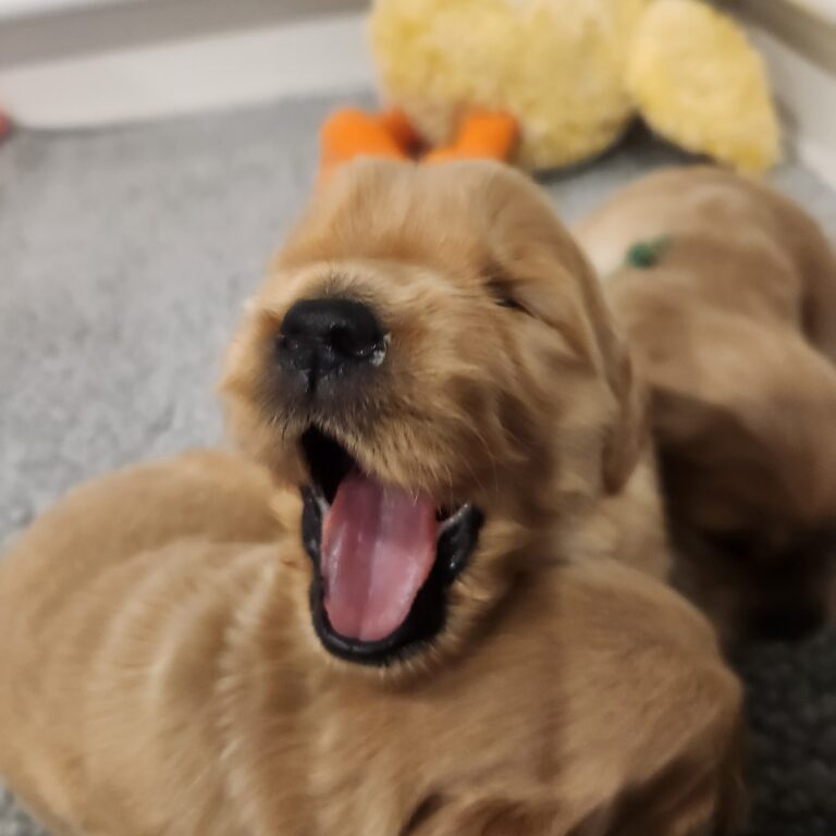 Caught a yawn!