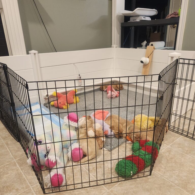 Mar 17: Puppies' space grew a bit