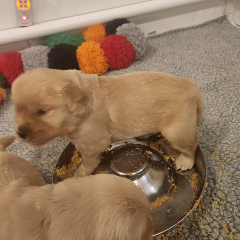 Queen of the food bowl