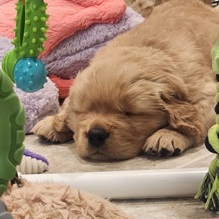 Tuckered out