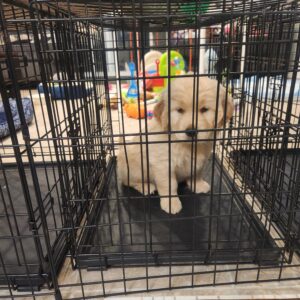 Going in the crate on my own (day 2)