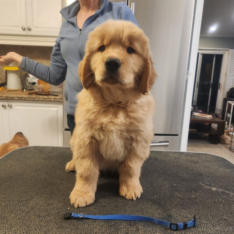 Ryder at 8 weeks