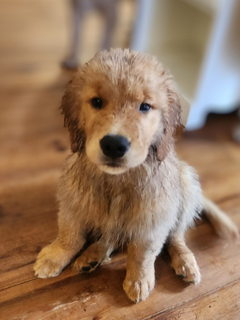 Cottage life is busy ... and a bit messy!