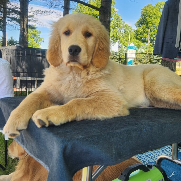 Learning about grooming tables