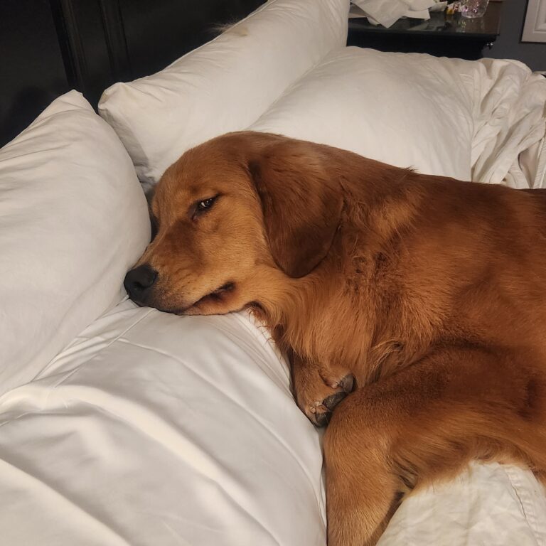 He *thinks* he owns the bed