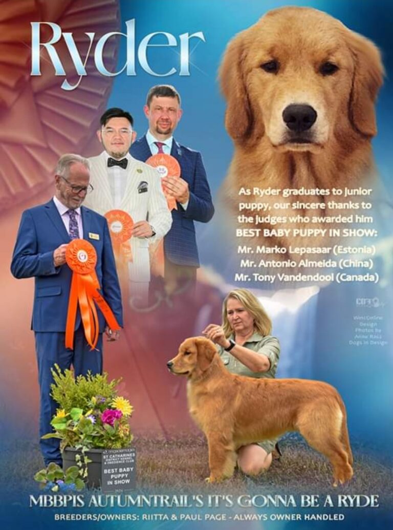 Ryder's ad for his 3 Best Baby Puppy at Shows (4-5 months)