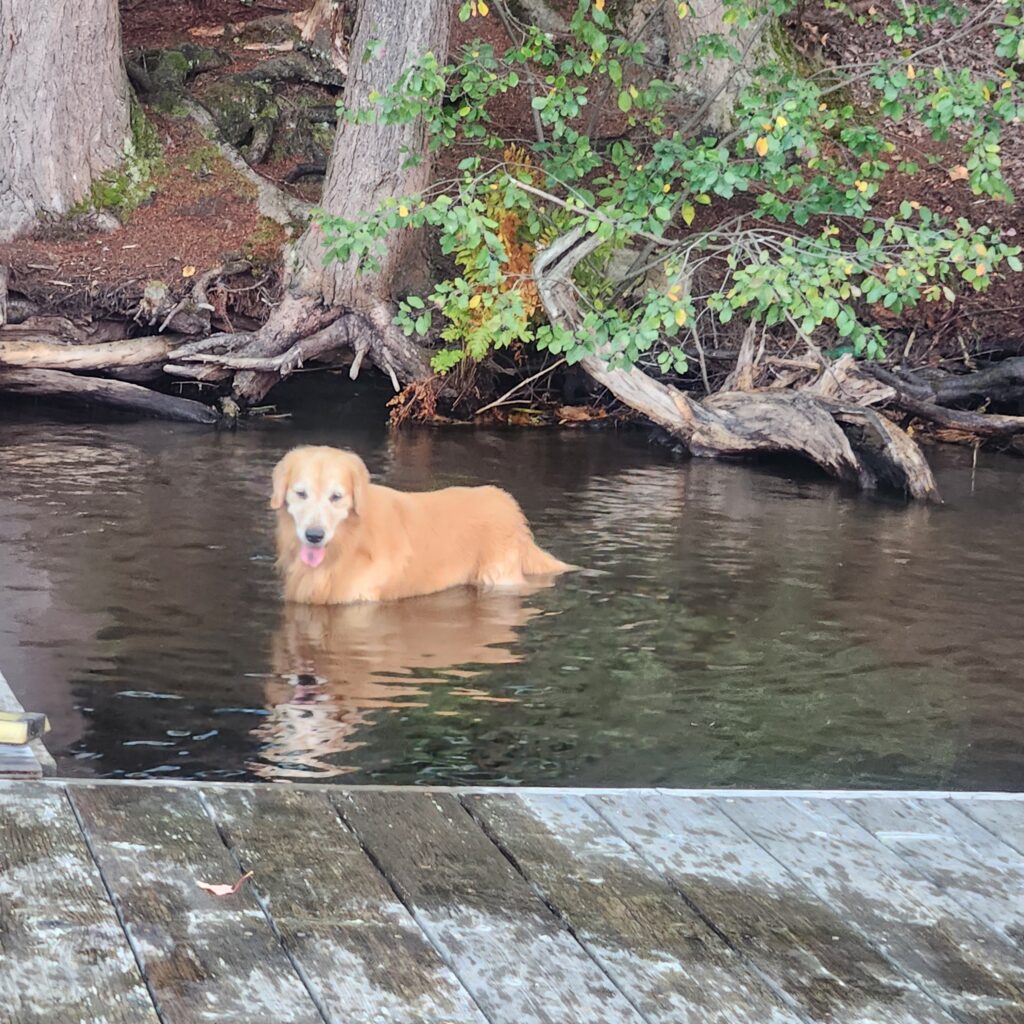 Jake in one of his favourite places, the lake. He is a retrieving fiend!
