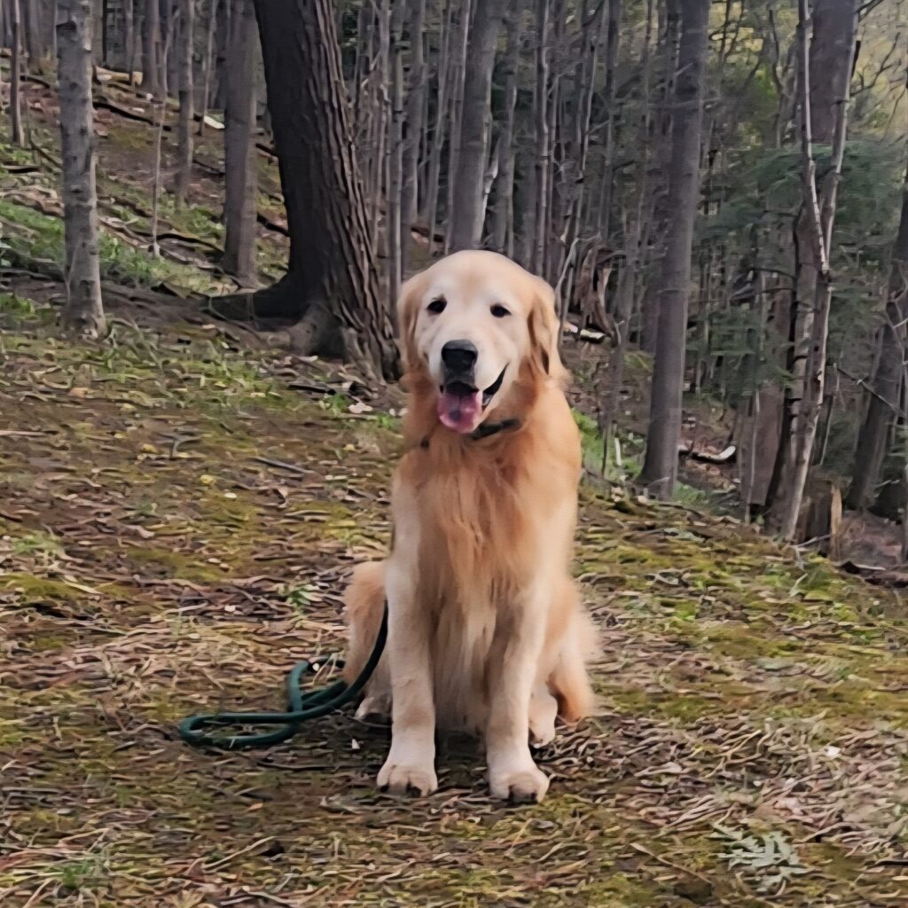 Jake at 7 years, sitting for a picture on one of our walks in the woods
