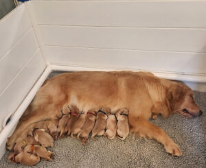 Ella litter pic