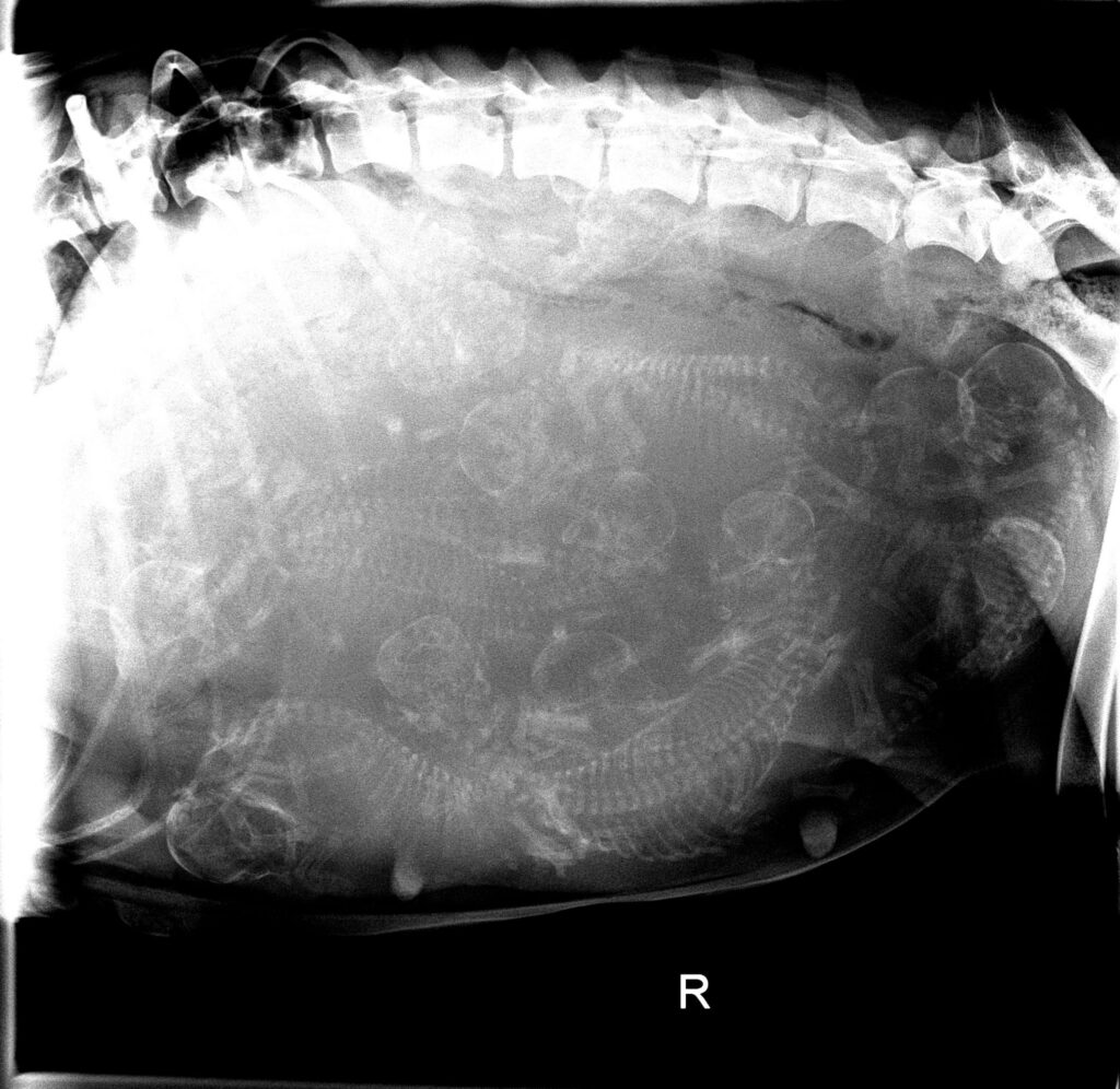 Ella xray